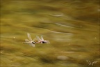 Sympetrum fonscolombii ponte 01
