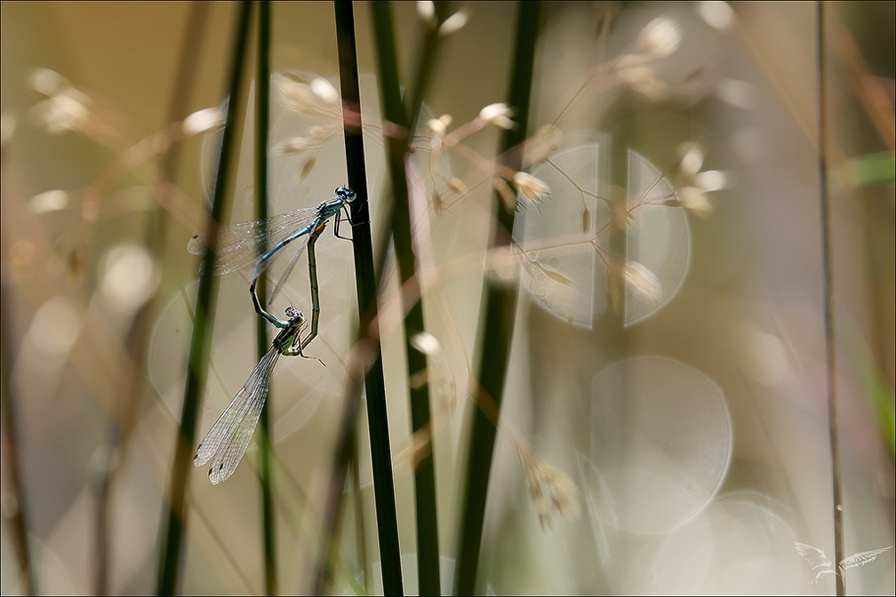 Coenagrion puella tandem-Bos 01