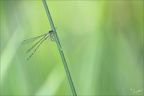 Chalcolestes viridis-les Oves 03