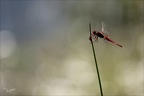 Crocothemis erythraea-les Oves 05