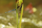Coenagrion scitulum ♂-Oves 03