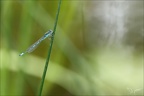 Coenagrion scitulum ♂-Oves 02