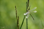 Gomphus pulchellus 06