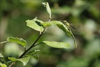 Gomphus pulchellus-Pélager 07