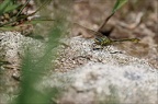 Gomphus pulchellus-Pélager 08