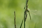 Gomphus pulchellus 14