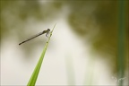 Ischnura elegans ♀ teneral-Oves 02