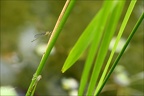 Ischnura elegans ♀Type C-Oves  05