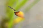 Ischnura elegans ♀ teneral-Oves 04