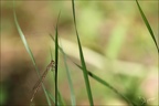 Sympecma fusca-les Oves 06