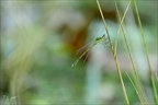 Lestes barbarus-les Oves 04