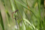 Pyrrhosoma nymphula- tandem 08