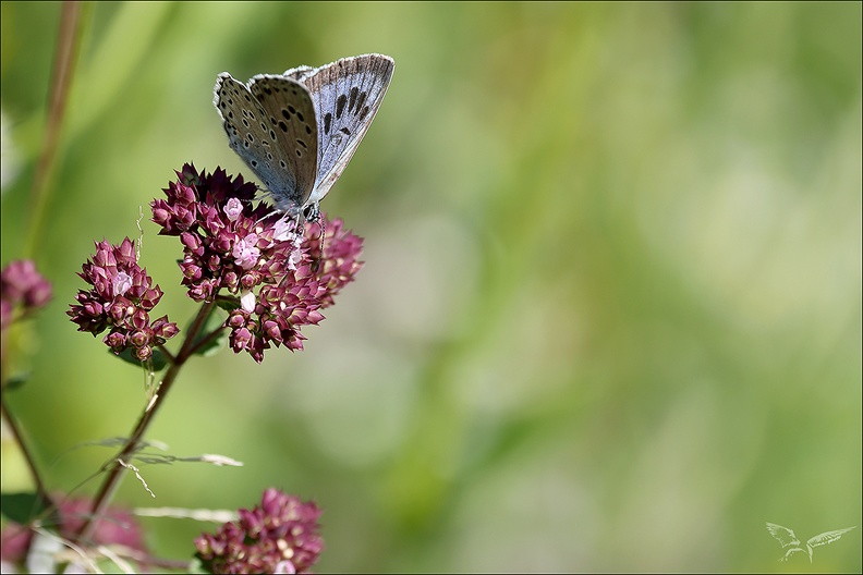 Azuré du serpolet_06.jpg