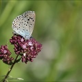 Azuré du serpolet 03