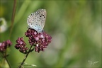 Azuré du serpolet 03
