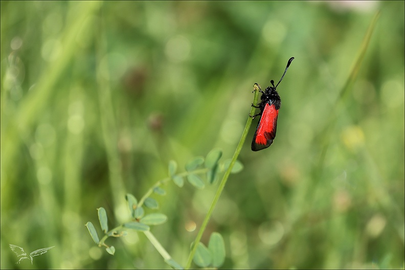 La Zygène des garrigues_01.jpg
