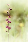 Epipactis atrorubens-Oyo 27+