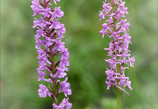 Gymnadenia conopsea- Oyo 11 (342 visits) Gymnadenia conopsea- Oyo 11