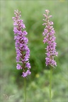 Gymnadenia conopsea- Oyo 11