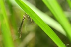 Chalcolestes viridis  imm-Oves 02
