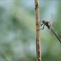 Anax parthenope-Blaches 05
