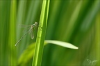 Lestes barbarus-les Oves 01