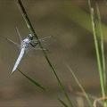 Orthetrum bruneum♂ Blaches 04