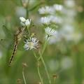 Orthetrum cancellatum ♀ Blaches 01