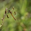 Sympetrum pedemontanum-Ard 16