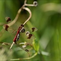 Sympetrum pedemontanum-Pierrel 36