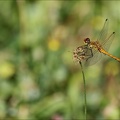 Sympetrum sanguineum-Peage 05