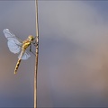 Sympetrum striolatum-Bos 04