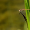 Sympetrum striolatum-Les Oves 01
