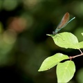 Calopteryx virgo-Saint-Mo 02