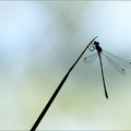 Chalcolestes viridis -- 03