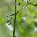 Coenagrion mercuriale-Saint-Mo 15