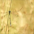 Lestes virens-albert 06