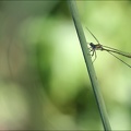 Lestes dryas-albert 02