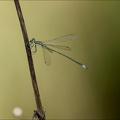 Lestes virens-albert 14
