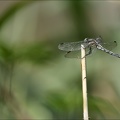 Orthetrum albistylum 03
