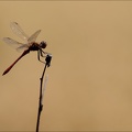 Sympetrum sanguineum- albert 05