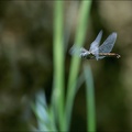 Sympetrum striolatum-ponte-Alb 01