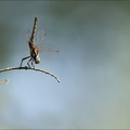 Tritemis annulata-Blaches 02