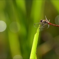 Sympetrum striolatum--oves 05