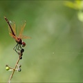 Tritemis annulata-Blaches 04