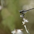 Onychogomphus forcipatus 01