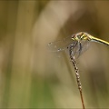 Sympetrum danae-Charpal 48