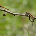 Sympetrum striolatum(Bossieu) 21