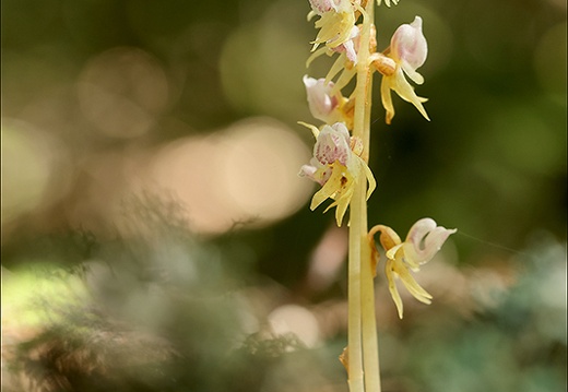 Epipogium aphyllum-Lans 45 (301 visits) Epipogium aphyllum-Lans 45