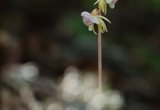 Epipogium aphyllum-Lans 34 (271 visits) Epipogium aphyllum-Lans 34